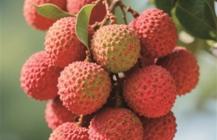 科普|荔枝保鮮，千年技術(shù)變遷