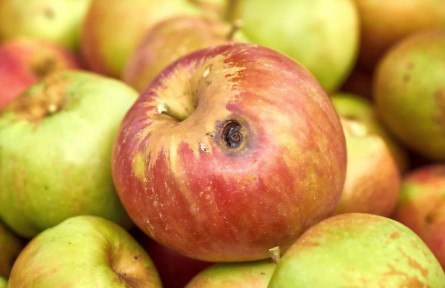 辟謠|食物發(fā)霉了，去掉壞的部分還能吃嗎？