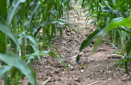 “蓋被”、科創(chuàng)、延鏈——探尋“黑土糧倉”的增收密碼