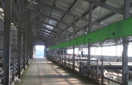 新疆兵團(tuán)各師市積極落實(shí)政策 推動畜牧業(yè)發(fā)展