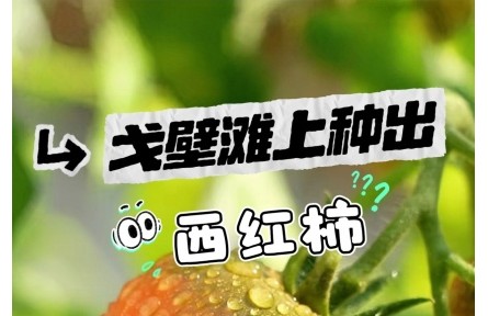 戈壁灘上種出西紅柿