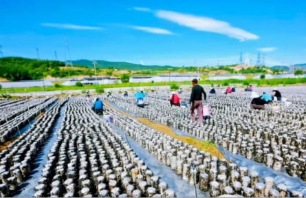 家鄉(xiāng)農產品大學生推薦官｜品牌智庫建議①：中陽木耳品牌跨越式發(fā)展的建議與思考