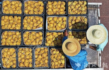 湖北巴東土店子村：科技賦能 棚架育出“致富果”