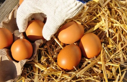 辟謠|雞蛋儲(chǔ)存前，到底要清洗嗎？