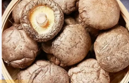 家鄉(xiāng)農產品大學生推薦官｜品牌手記類 ③：東升與他的“醉氧山珍”品牌故事