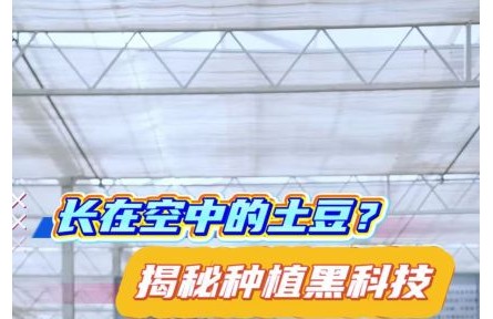 長(zhǎng)在空中的土豆？揭秘你沒(méi)見(jiàn)過(guò)的種植黑科技