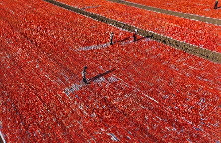 縣融記者：初秋鄉(xiāng)村“豐”味濃