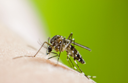 這些有關(guān)基孔肯雅熱的傳言不可信！