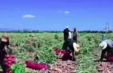 山西：智慧農(nóng)業(yè)新突破 鮮蝦洋蔥首豐收