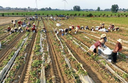 湖北天門崔王村：產(chǎn)業(yè)賦能鼓起集體經(jīng)濟(jì)“錢袋子”