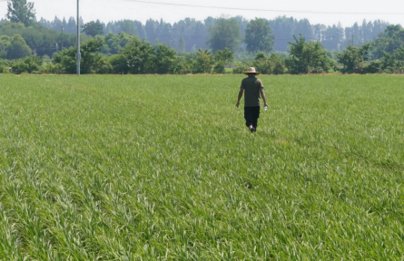 湖北孝感孝南區(qū)：一粒糯稻釀出共富清甜