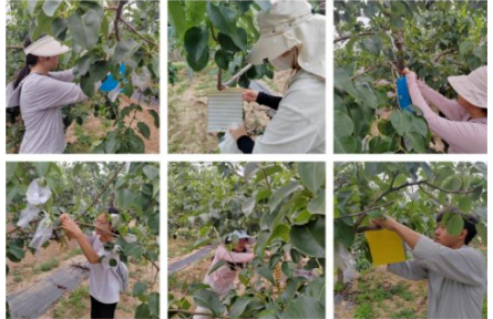 家鄉(xiāng)農產品大學生推薦官｜品牌手記⑨：走進隰縣梨園：玉露香梨的技術與故事——公費農科生的見聞