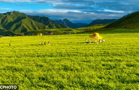 甘肅民樂：油菜花海引客來