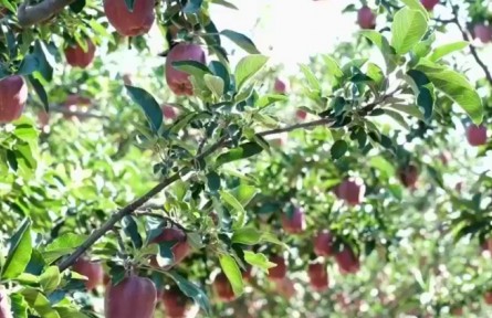 甘肅：瓜果香飄 “豐”景正好