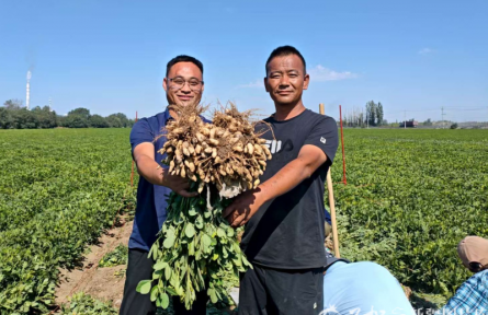 803.4公斤！新疆再次刷新全國花生大面積單產(chǎn)紀錄