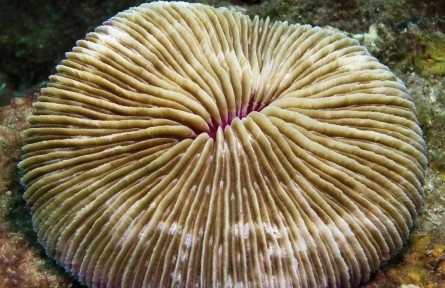 關(guān)于珊瑚，你可以知道的十件事（下）