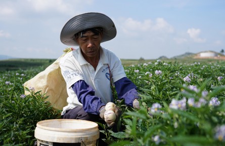 【農(nóng)民豐收】曲靖陸良：萬畝人參果“甜蜜”豐收