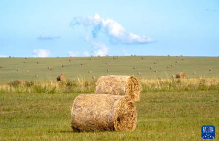 呼倫貝爾大草原秋景如畫