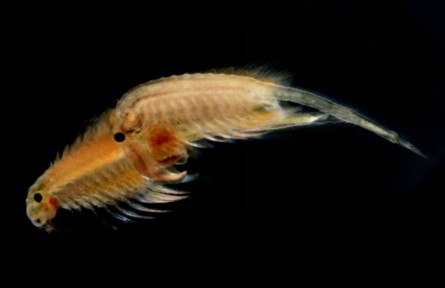 “死亡之?！斌@現(xiàn)“生命奇跡”！新疆塔克拉瑪干沙漠西北緣發(fā)現(xiàn)鹽水豐年蝦