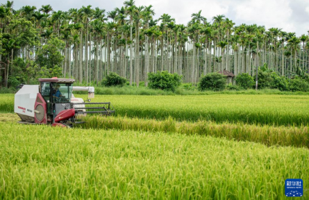 白露將至田間忙