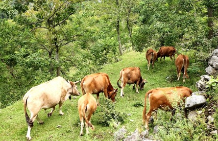 湖北宜昌夷陵區(qū)：牛羊滿山坡 小村奏響致富牧歌