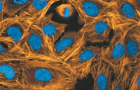 熒光染料：細胞王國的“魔法師”