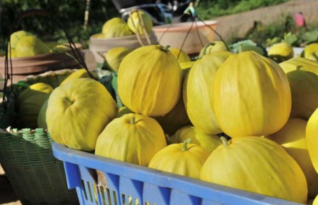 湖北黃石龍山村：蜜瓜產(chǎn)業(yè)鋪出“甜蜜”振興路