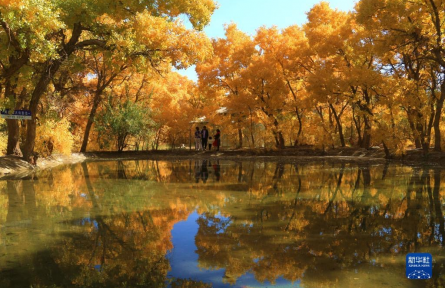 甘肅敦煌：大美胡楊醉金秋
