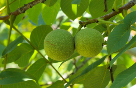 湖北南漳：十年堅(jiān)守種核桃 荒山結(jié)出致富果