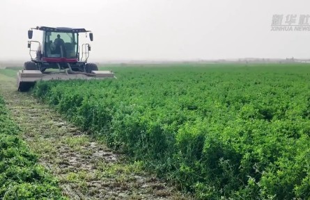 新疆和田縣探索“苜蓿治沙”新模式