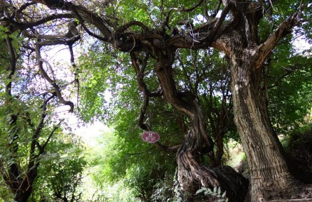 西藏發(fā)現(xiàn)高海拔地區(qū)已知樹齡最長(zhǎng)的野生葡萄樹