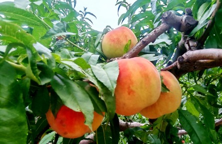 縣融記者：金秋時(shí)節(jié)好“豐”景