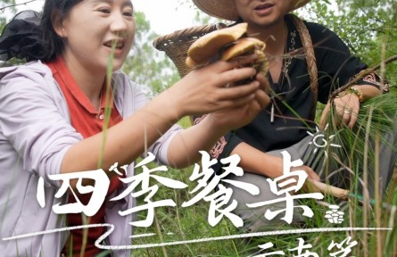 沈丹的四季餐桌|云南菌子