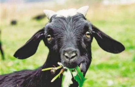 ?家鄉(xiāng)農(nóng)產(chǎn)品大學(xué)生推薦官｜品牌手記?：太行山羊記：從爺爺?shù)难虮薜降乩順?biāo)志的鄉(xiāng)愁答卷