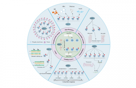 蛋白激酶調控棉花纖維伸長