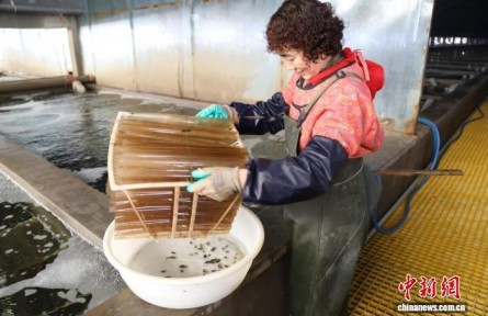 從“靠海吃海”到“科技耕?！?山東守護(hù)“藍(lán)色糧倉(cāng)”