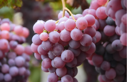 家鄉(xiāng)農(nóng)產(chǎn)品大學(xué)生推薦官 | 品牌智庫建議⑤：清徐葡萄：從“千年葡鄉(xiāng)”到“葡萄強(qiáng)縣”的跨越