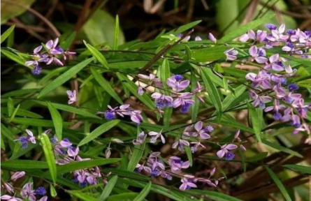 家鄉(xiāng)農(nóng)產(chǎn)品大學生推薦官 | 品牌調(diào)研手記?：地理標志“新絳遠志”鑄成記