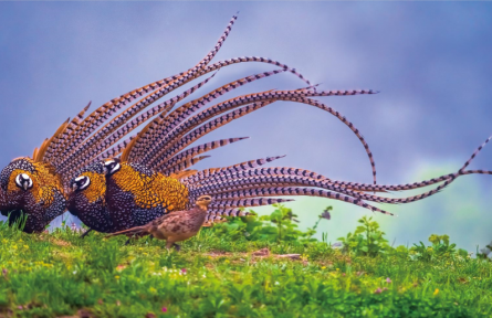 從“白冠長(zhǎng)尾雉之鄉(xiāng)”管窺觀鳥熱