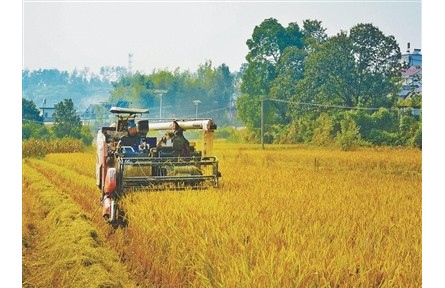 搶！應(yīng)對(duì)連陰雨，秋收一線直擊