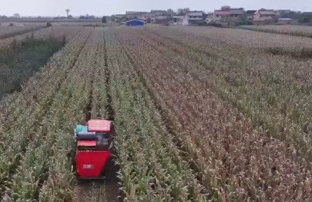 陜西：各地?fù)屪ソ涤觊g歇 全力搶收搶種