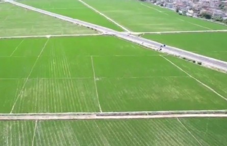 海南：農(nóng)技下鄉(xiāng) 稻菜輪作 多舉措保障晚稻豐產(chǎn)豐收