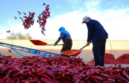 小辣椒“長”成大產(chǎn)業(yè)——甘肅省金昌市金川區(qū)雙灣鎮(zhèn)特色產(chǎn)業(yè)賦能鄉(xiāng)村振興