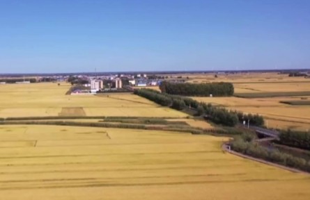 吉林：以豐收做筆 書(shū)寫(xiě)“三農(nóng)”答卷