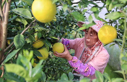 江西贛州:贛南早臍橙搶“鮮”出海