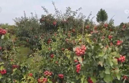 山楂紅、蘋果甜、紫菜鮮 看金秋中國豐收圖景