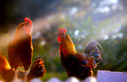 云南武定：品牌打造助力“武定壯雞”振翅高飛