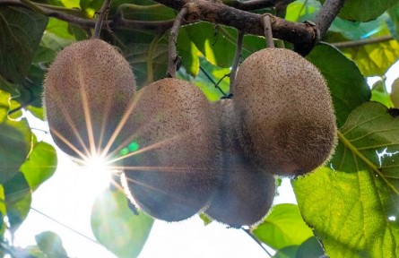 江蘇張家港：情系鄉(xiāng)土 “獼”香滿園