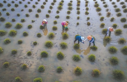 為育種，科學(xué)家給野生稻“理發(fā)”