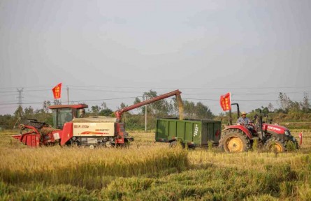 南水北調(diào)六安公司：齊心協(xié)力搶秋實 萬畝連產(chǎn)慶豐收